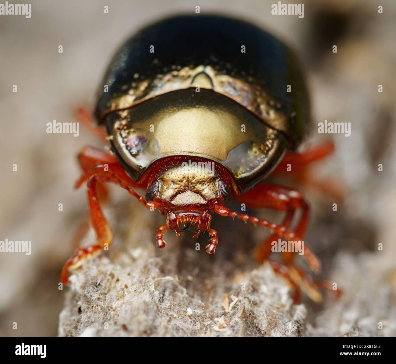 Makrovorderansicht, Porträt Eines goldfarbenen Blattkäfers, Chrysolina bankii, auf einem Stück Totes Holz, New Forest UK Stockfoto