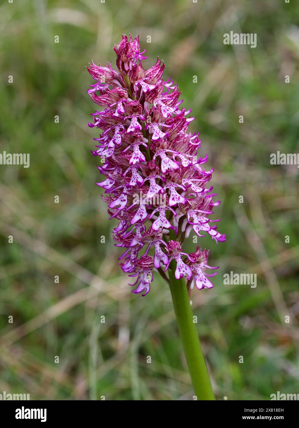 Monkey x Lady Orchid Hybrid, Orchis simia x Orchis purpurea, Orchis x angusticruris, Orchidaceae. Oxfordshire, Großbritannien. Stockfoto