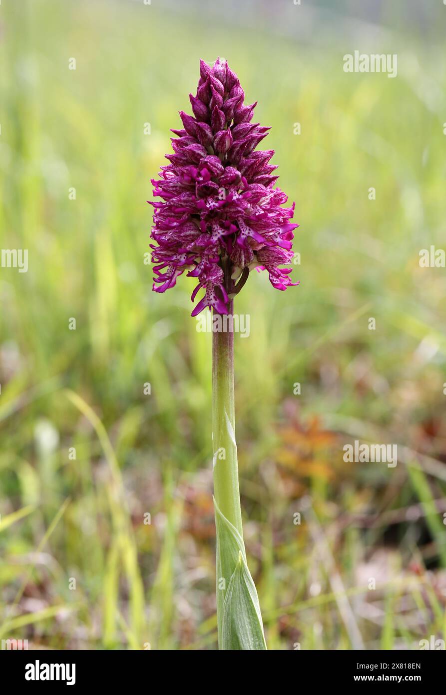 Monkey x Lady Orchid Hybrid, Orchis simia x Orchis purpurea, Orchis x angusticruris, Orchidaceae. Oxfordshire, Großbritannien. Stockfoto