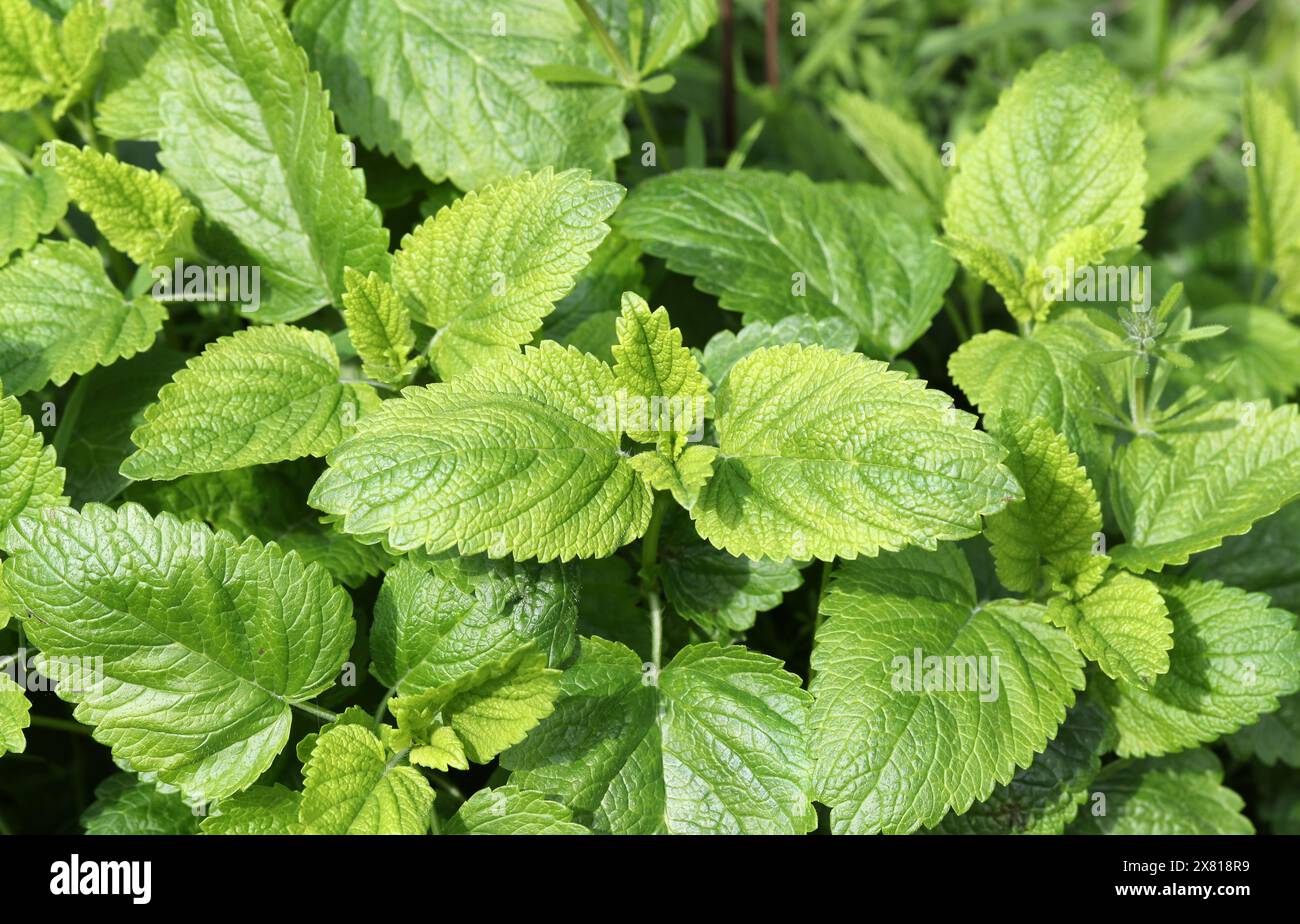 Zitronenmelisse, Melissa officinalis, Lamiaceae. Zitronenmelisse ist eine mehrjährige krautige Pflanze aus der Minzfamilie und heimisch in Süd-Mitteleuropa. Stockfoto