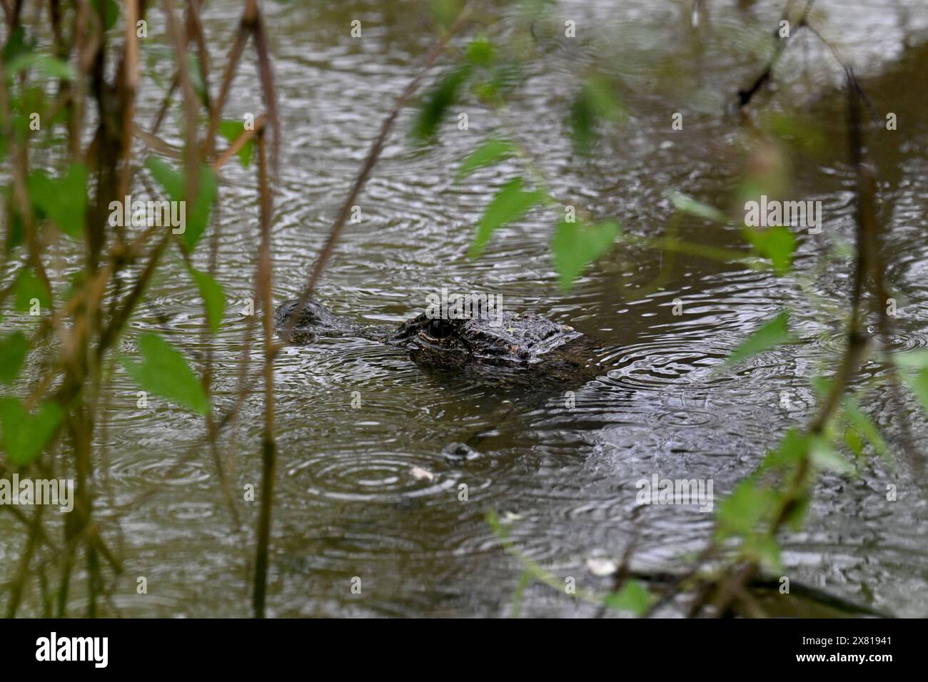 (240522) -- NANLING, 22. Mai 2024 (Xinhua) -- dieses Foto vom 21. Mai 2024 zeigt einen Yangtze-Alligator im Gebiet Changle im Nationalen Naturschutzgebiet Anhui Yangtze im Bezirk Nanling der Stadt Wuhu, ostchinesische Provinz Anhui. Der Yangtse-Alligator, eine Art, die seit über 200 Millionen Jahren auf der Erde existiert und heute ein erstklassiges, geschütztes Tier, das in China endemisch ist, auch bekannt als chinesischer Alligator, lebt am mittleren und unteren Rand des Yangtse-Flusses, der längsten Wasserstraße des Landes. Am Montag, wh, wurde offiziell eine Untersuchung der Wildpopulationsressourcen von Yangtse-Alligatoren gestartet Stockfoto