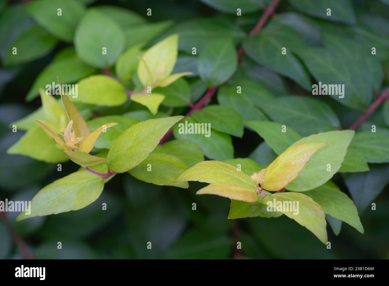 Abelia chinensis oder chinesische abelia, mit frischem Laub im Frühling. Stockfoto