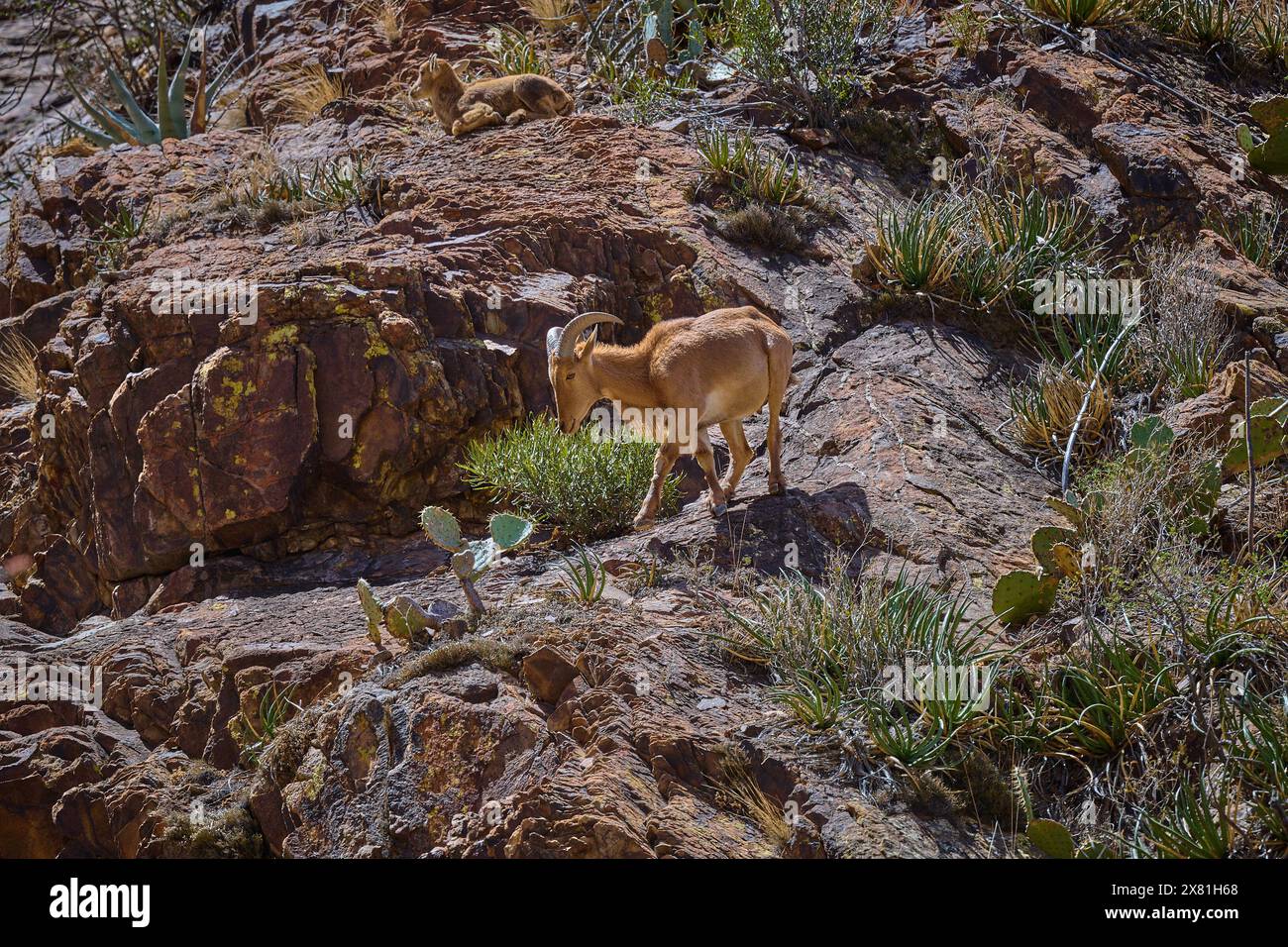 Barbarenschaf im Big Bend National Park Texas. Stockfoto