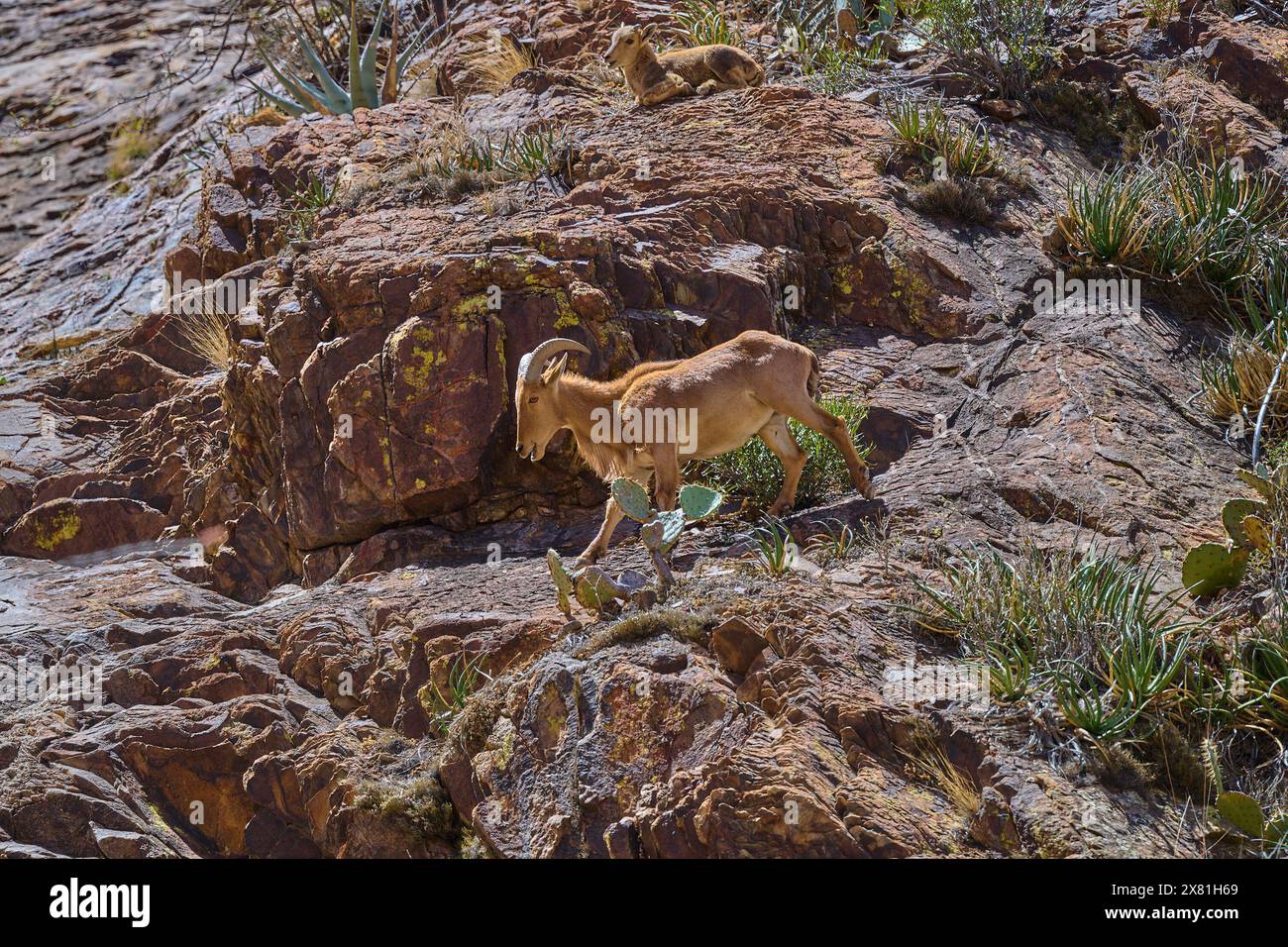 Barbarenschaf im Big Bend National Park Texas. Stockfoto
