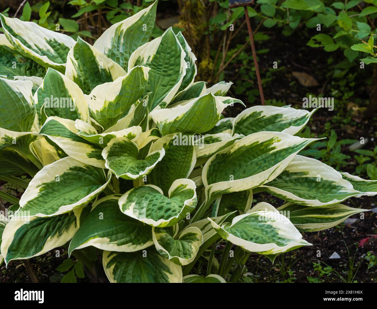Grne und weie bltter -Fotos und -Bildmaterial in hoher Auflsung  Alamy
