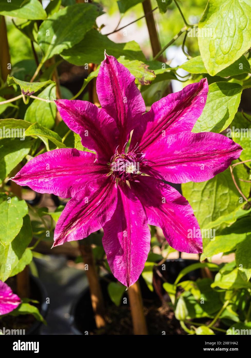 Dunkelrot-rosa Blüte des harten, lang blühenden Kletterers Clematis „Westerplatte“ Stockfoto