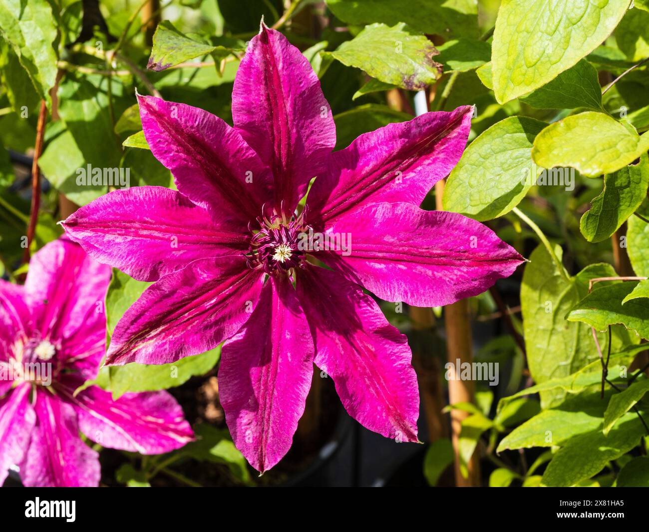 Dunkelrot-rosa Blüte des harten, lang blühenden Kletterers Clematis „Westerplatte“ Stockfoto