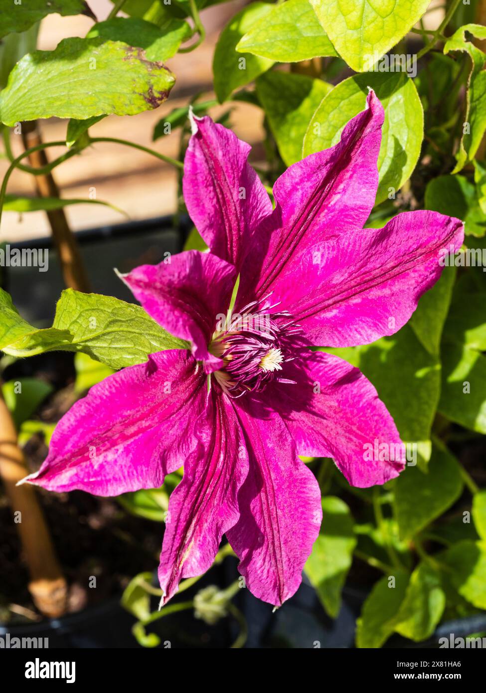 Dunkelrot-rosa Blüte des harten, lang blühenden Kletterers Clematis „Westerplatte“ Stockfoto