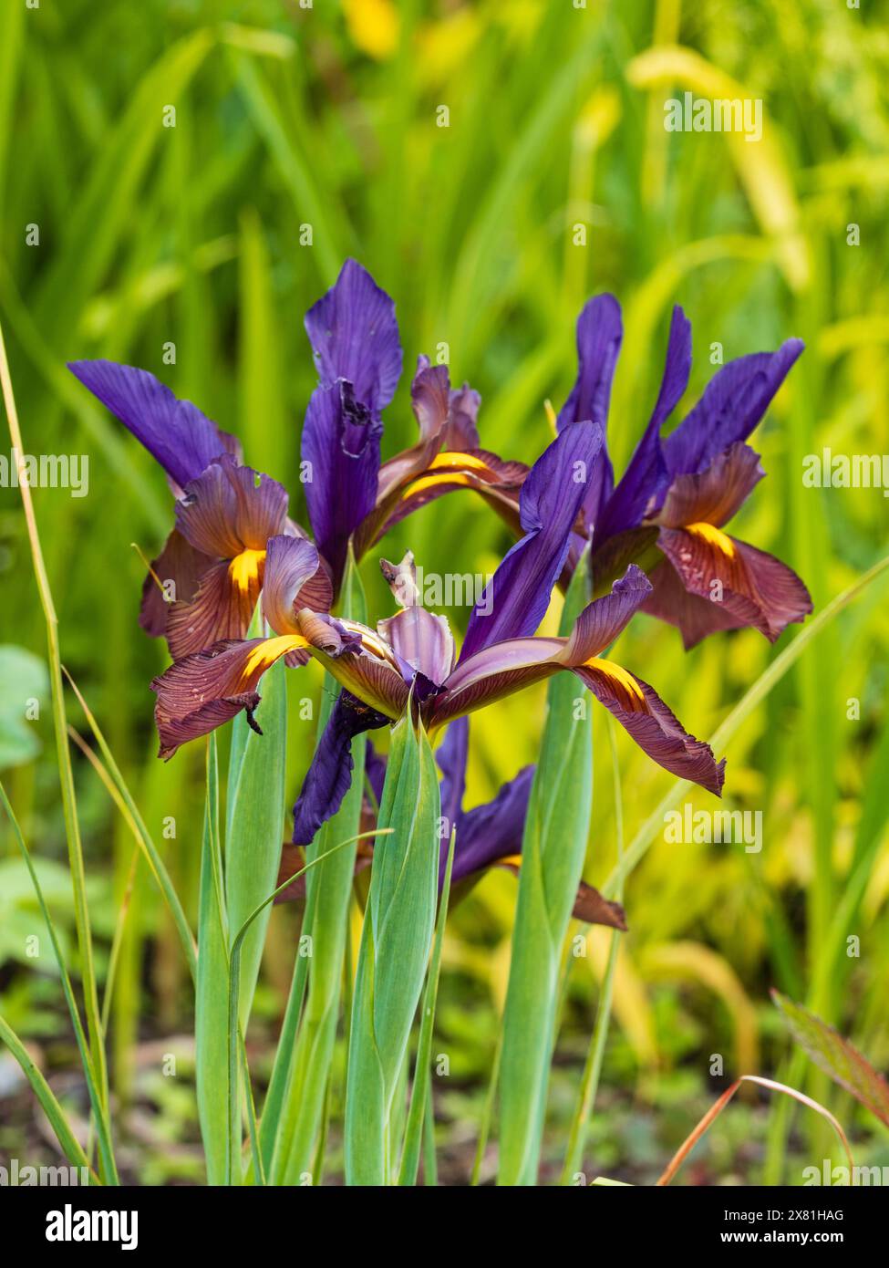 Bronze- und violette Bllome der harten, im späten Frühjahr bis zum Frühsommer blühenden niederländischen Iris, Iris x hollandica „Auge des Tigers“ Stockfoto