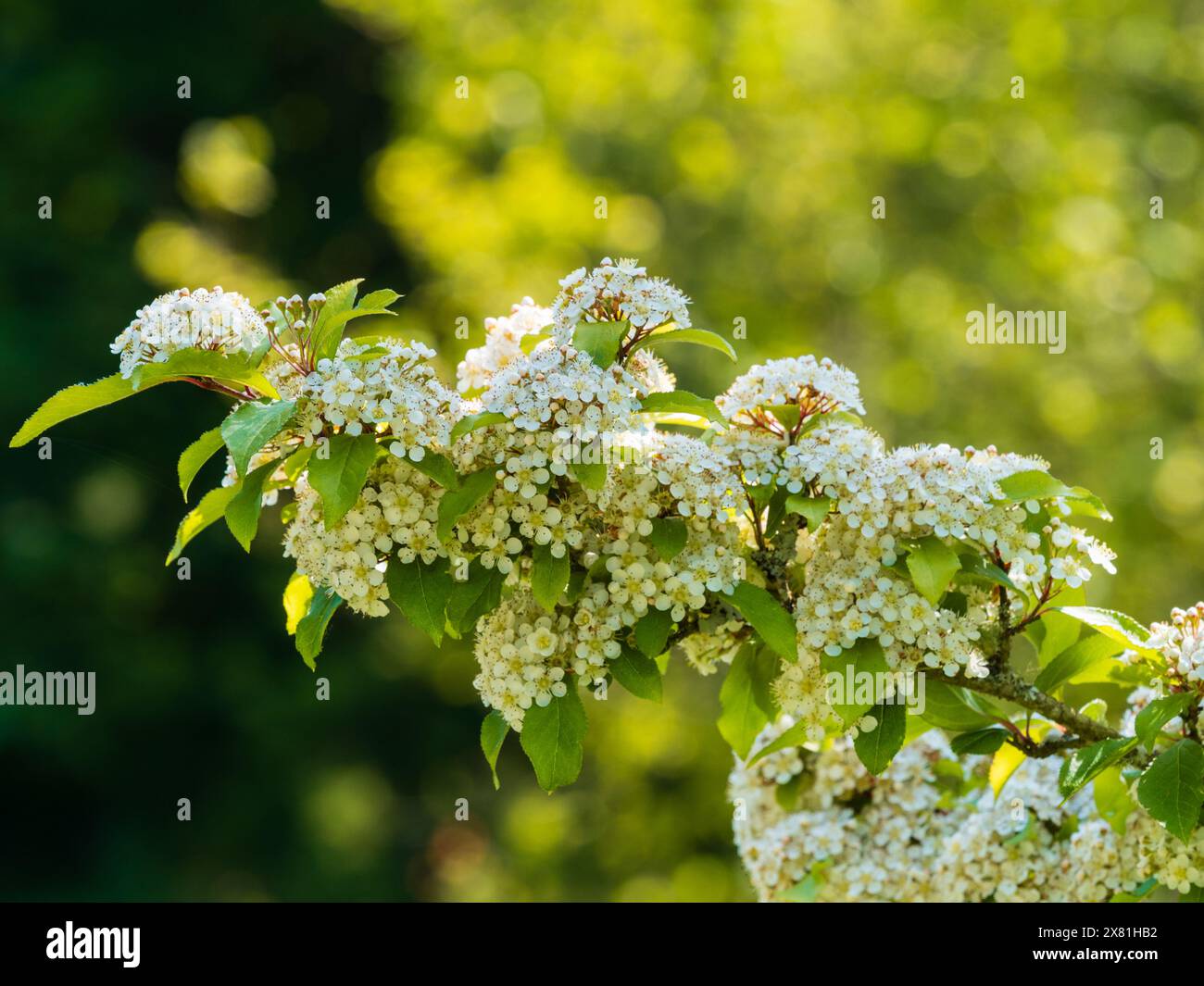 Kleine weisse Blüten des hartlaubmilchigen kleinen Baumes Photinia villosa Stockfoto