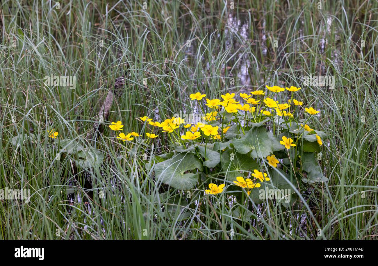 Marsh-Ringelblume Stockfoto