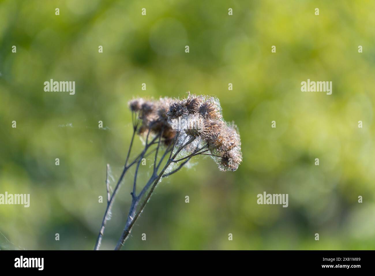 Getrocknete Wirbelsäulen von Arctium lappa, Nahaufnahme. Größere Klette, essbare Klette, Lappa, Bettlerknöpfe, Dorngras, Happy Major. Stockfoto