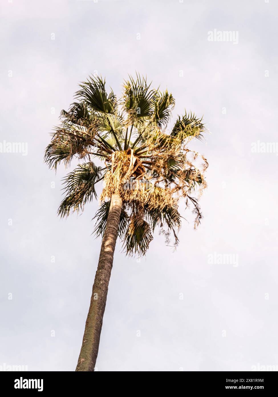 Eine große grüne Palme vor einem weißen Himmel. Palme auf weißem Hintergrund. Ansicht von unten Stockfoto