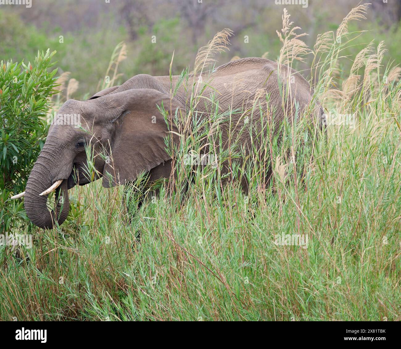 Afrikanischer Buschelefant (Loxodonta africana), erwachsener Männchen, der sich auf Schilf im Bett des Olifants River, Kruger National Park, Südafrika, Afrika ernährt Stockfoto