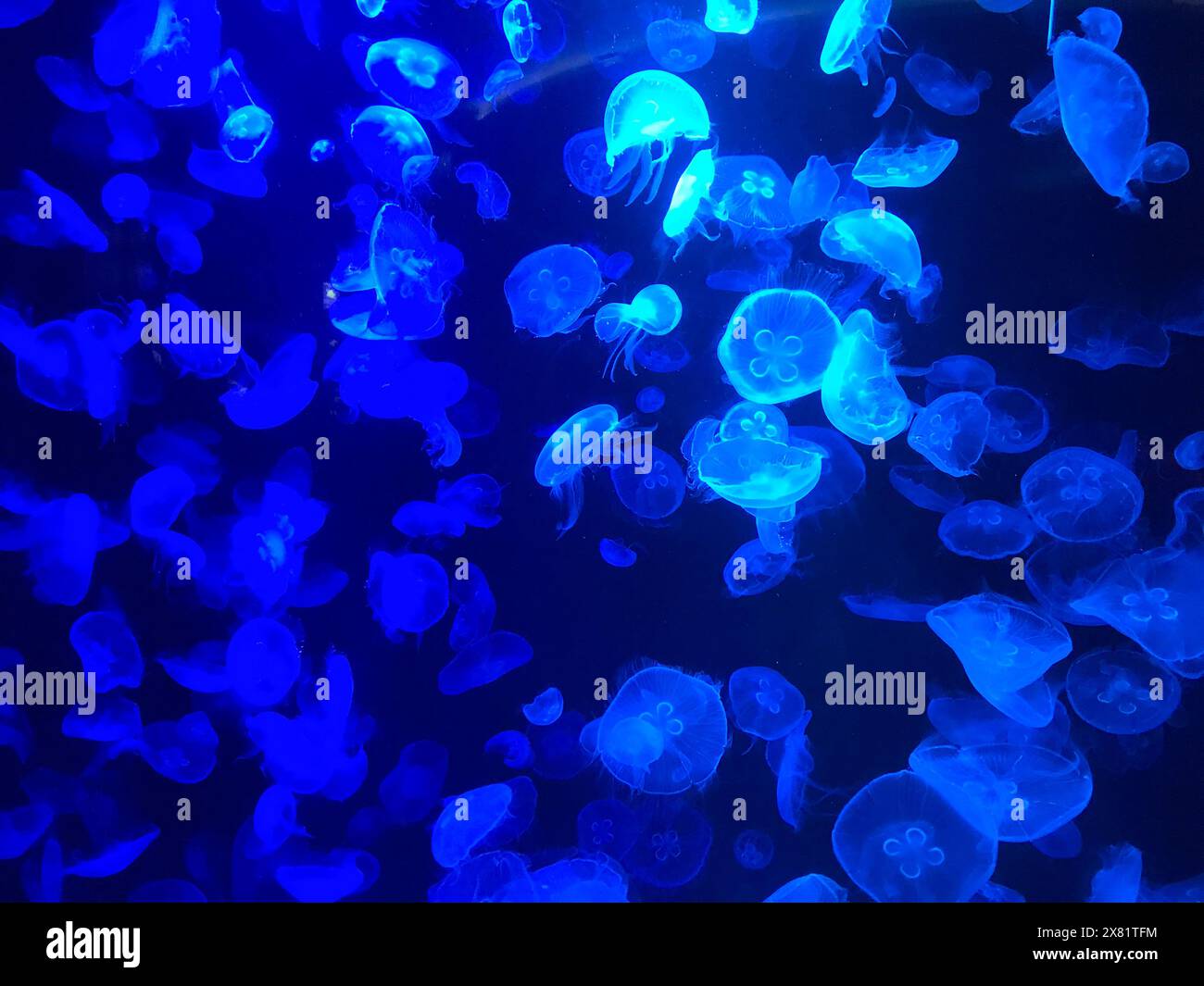 Schöne bunte giftige Qualle, Quallen im Aquarium mit schwarzem Hintergrund. Selektiver Fokus. Stockfoto