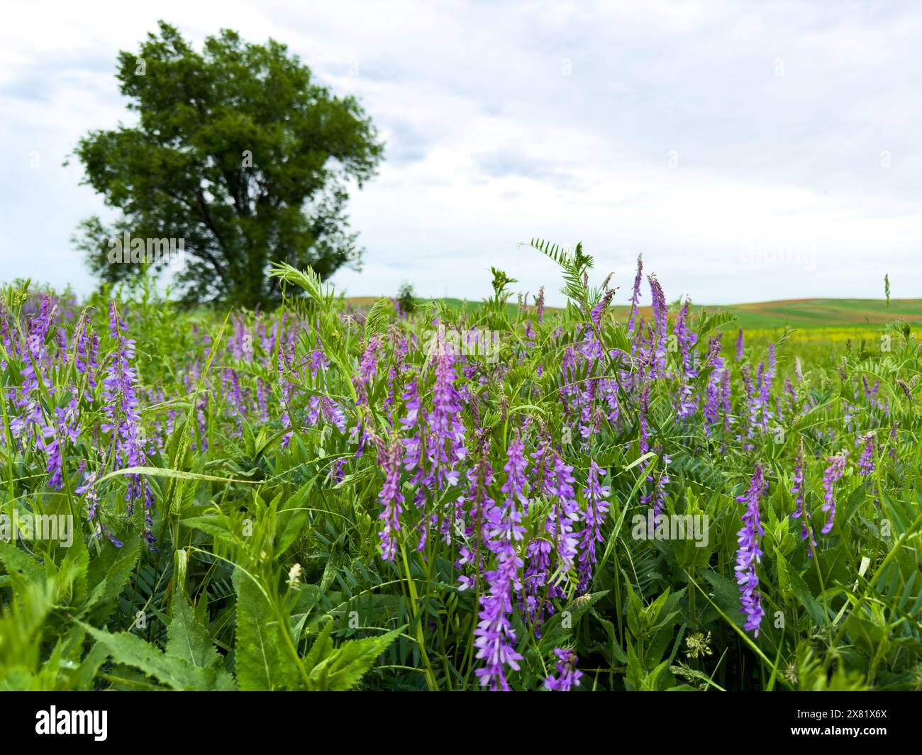 Erbsenblumen Vicia tenuifolia Roth vor einer Berglandschaft. Stockfoto