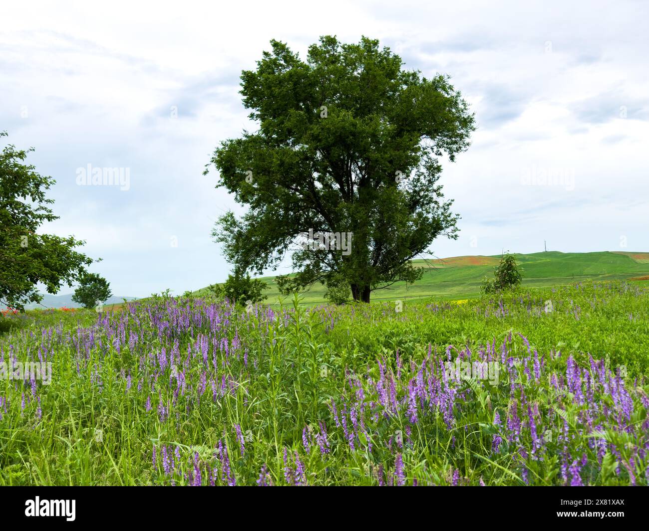Erbsenblumen Vicia tenuifolia Roth vor einer Berglandschaft. Stockfoto