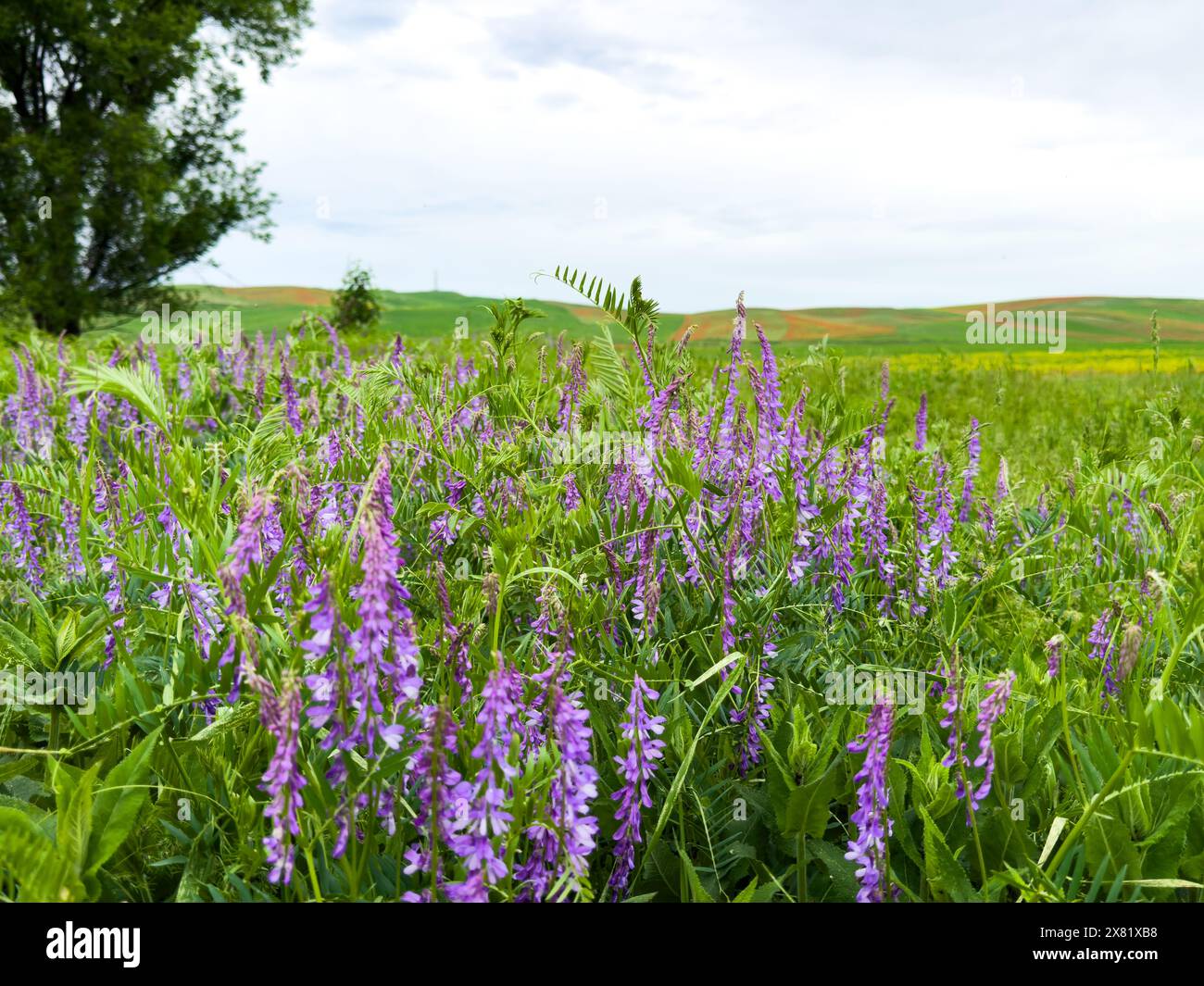 Erbsenblumen Vicia tenuifolia Roth vor einer Berglandschaft. Stockfoto