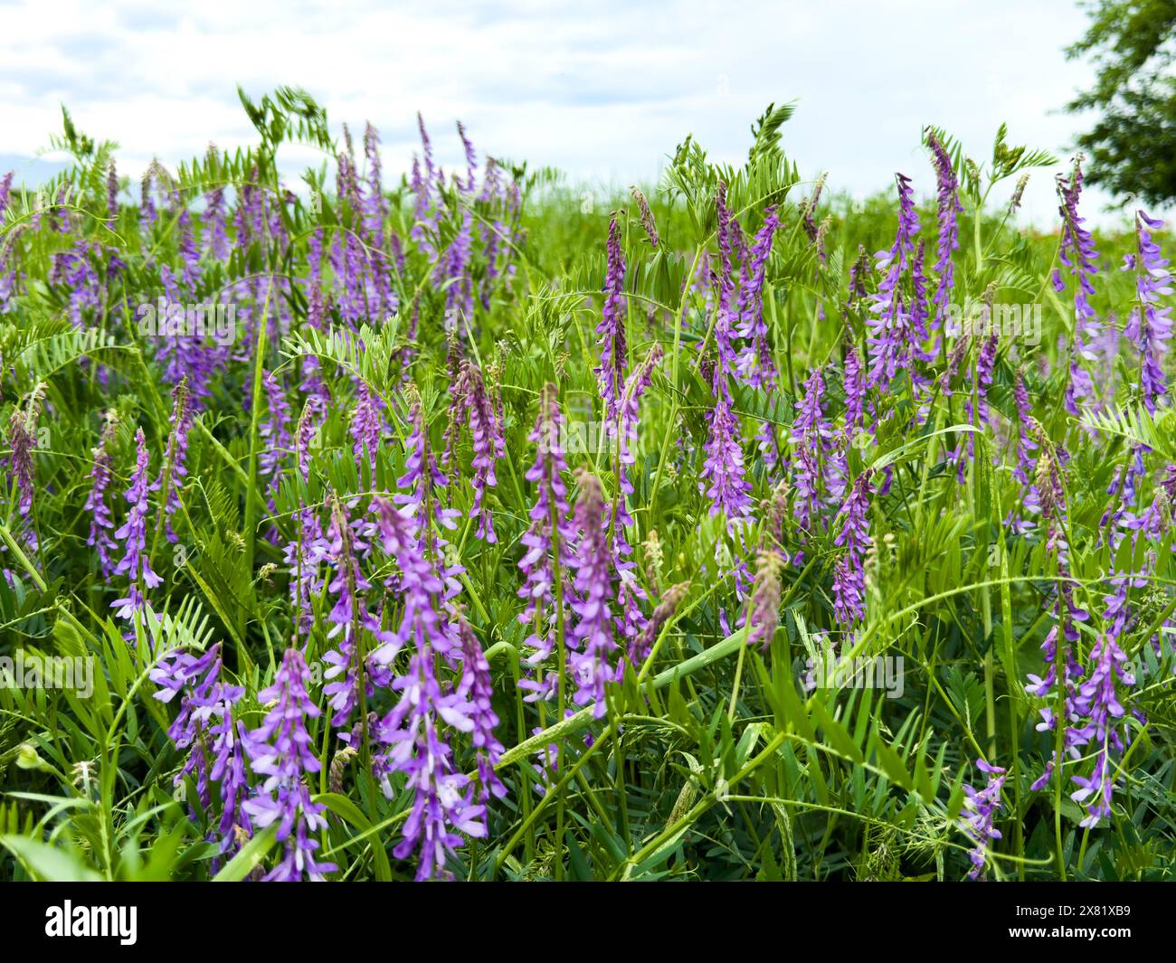 Erbsenblumen Vicia tenuifolia Roth vor einer Berglandschaft. Stockfoto