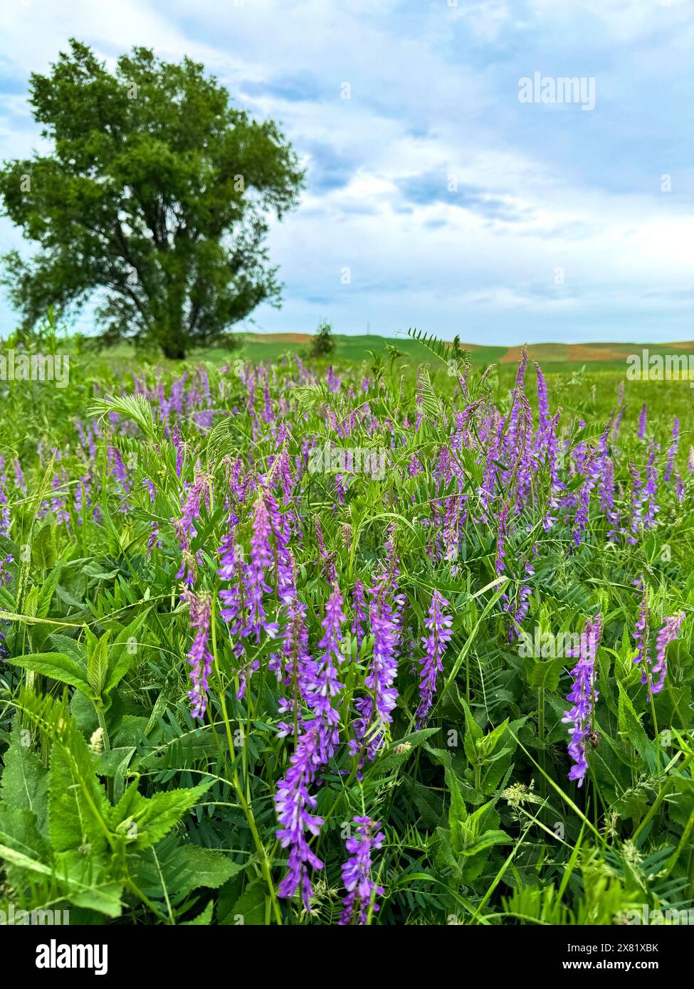 Erbsenblumen Vicia tenuifolia Roth vor einer Berglandschaft. Stockfoto