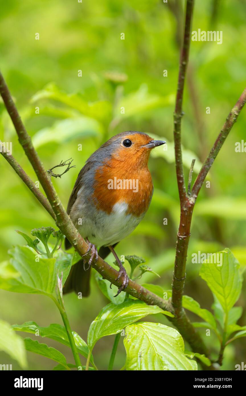 Robin genießt die Frühlingssonne in Marsden, West Yorkshire. Vereinigtes Königreich. 30. April 2024 Stockfoto