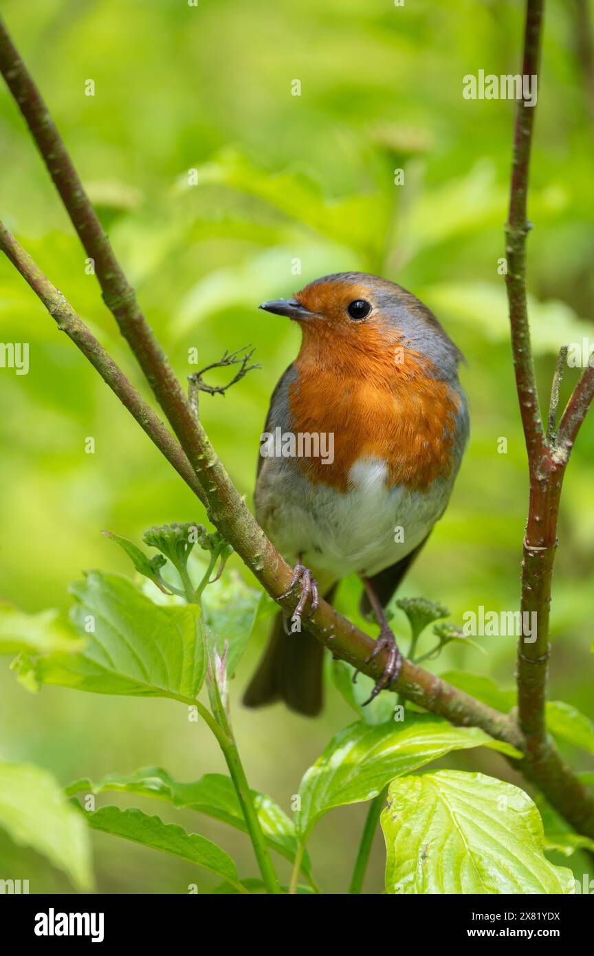 Robin genießt die Frühlingssonne in Marsden, West Yorkshire. Vereinigtes Königreich. 30. April 2024 Stockfoto