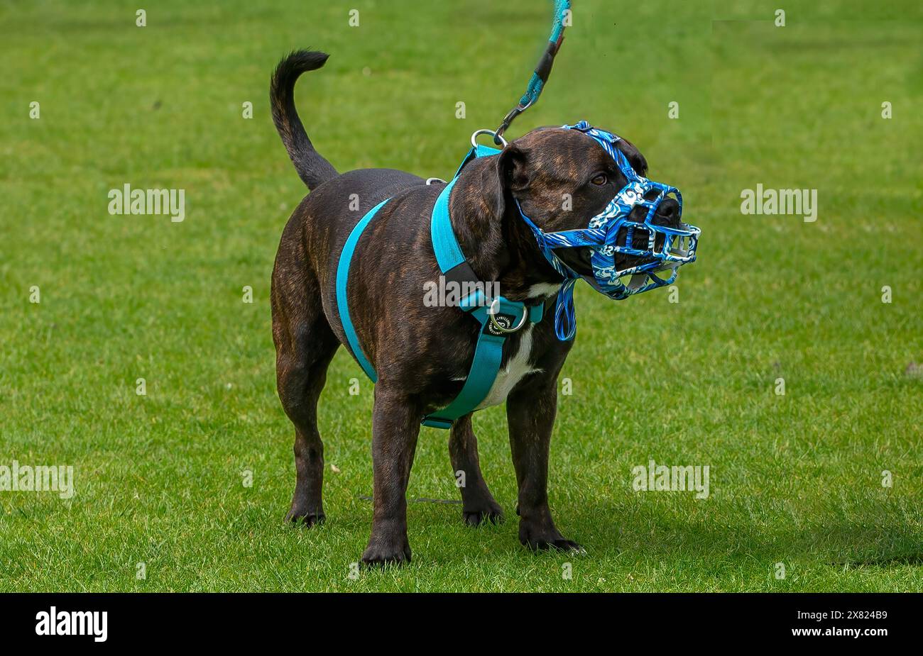 Milton Keynes, Großbritannien - 18. Mai 2024: XL-Bully-Hund an der Leine und mit einem Maul, wie von britischen Gesetzen vorgeschrieben Stockfoto