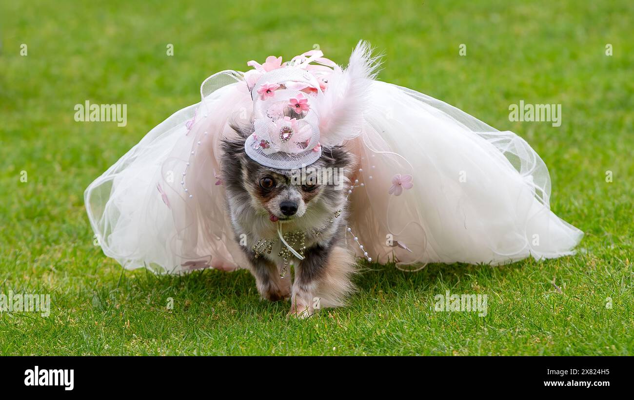 Milton Keynes, Großbritannien, 18. Mai 2024. Coco the chihuahua streckt ihr Zeug im Wettbewerb um den besten gekleideten Hund bei der lokalen Hundeshow. Stockfoto