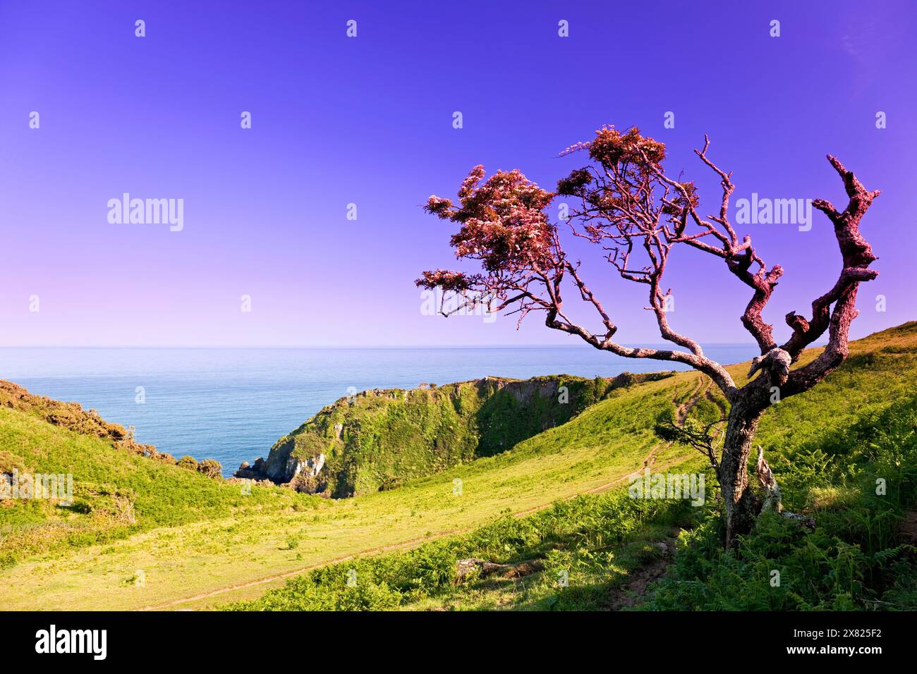 England, Devon, Little Dartmouth, verwitterter Baum und der South West Coast Path in der Nähe von Warren Point Stockfoto