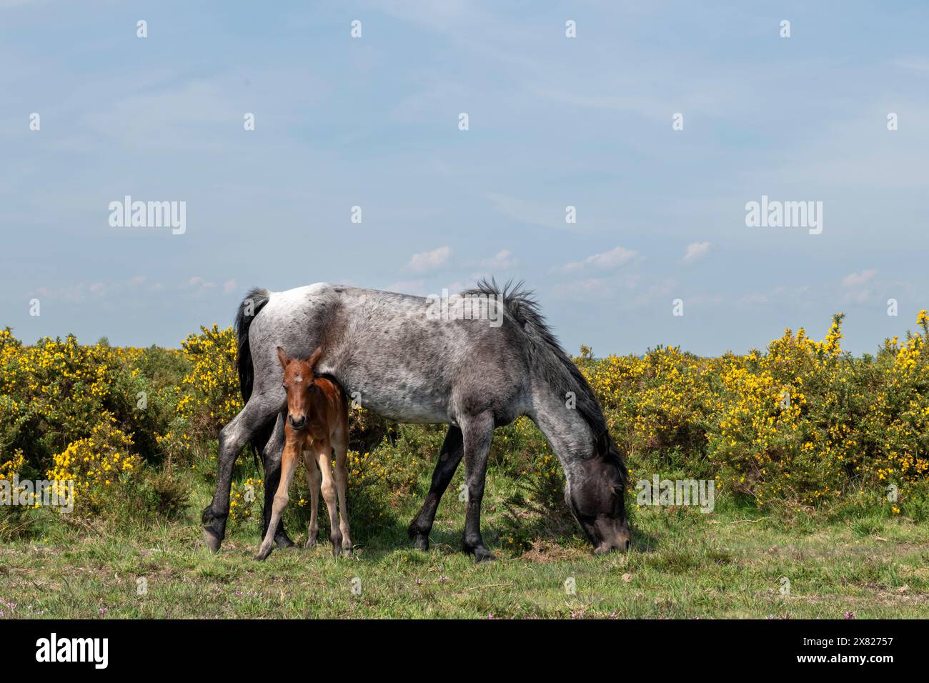 Eine Stute und ihr Fohlen weiden am Rande mit einem Meer aus gelben Ginsterbüschen im Hintergrund Stockfoto