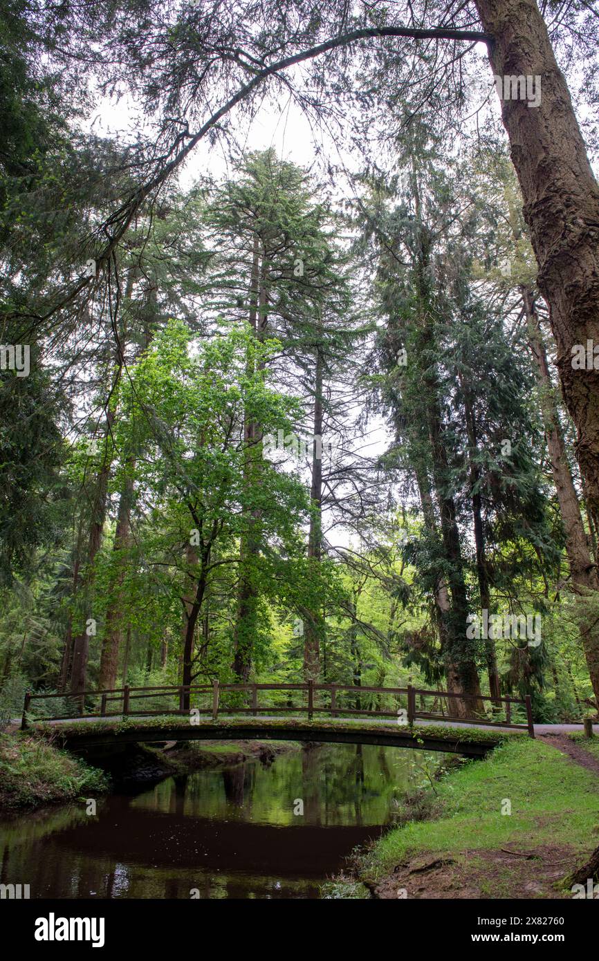Eine hölzerne Brücke als Teil des Ornamental Drive in einer Straße voller riesiger Secoyas - Rhinefield Ornamental Drive, Blackwater Arboretum und Tall Trees Trail Stockfoto