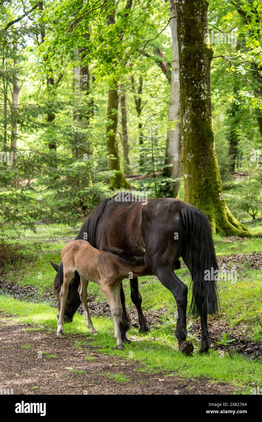 Eine Stute und ihr Fohlen bewegen sich frei im New Forest, Hampshire nahe Ornamental Drive Stockfoto