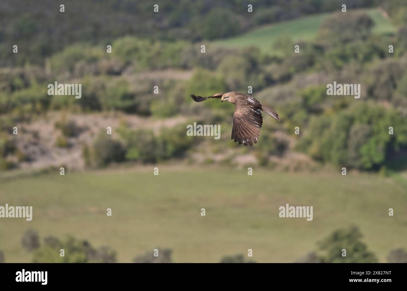 Schwarzer Drachen (Milvus migrans) im Flug Stockfoto