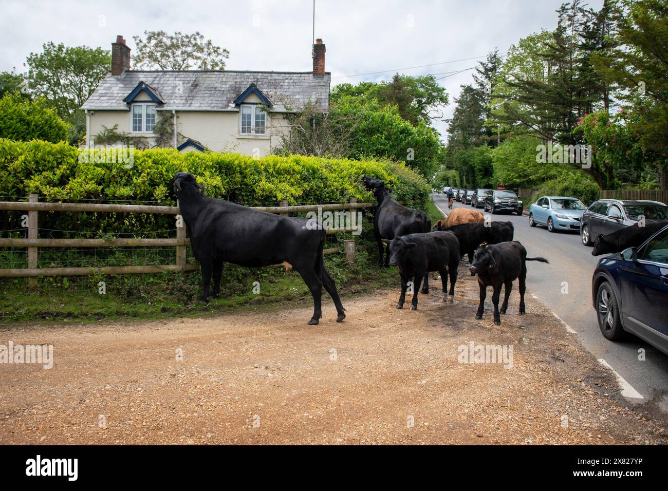 Rinder, Pferde und Ponys, die durch das Dorf im New Forest in Hampshire spazieren. Hier muss der Verkehr Platz machen, nicht umgekehrt. Stockfoto