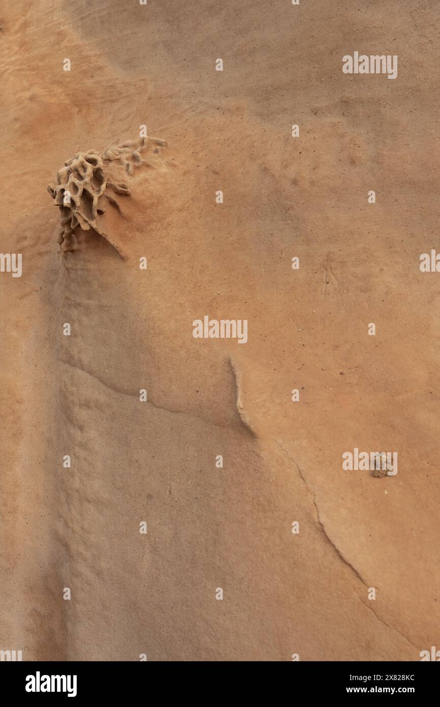 Nahaufnahme einer Sandsteinformation mit ausgeprägter Wabenverwitterung. Hebt natürliche Erosionsmuster und Texturen hervor. Ideal für geologische stu Stockfoto