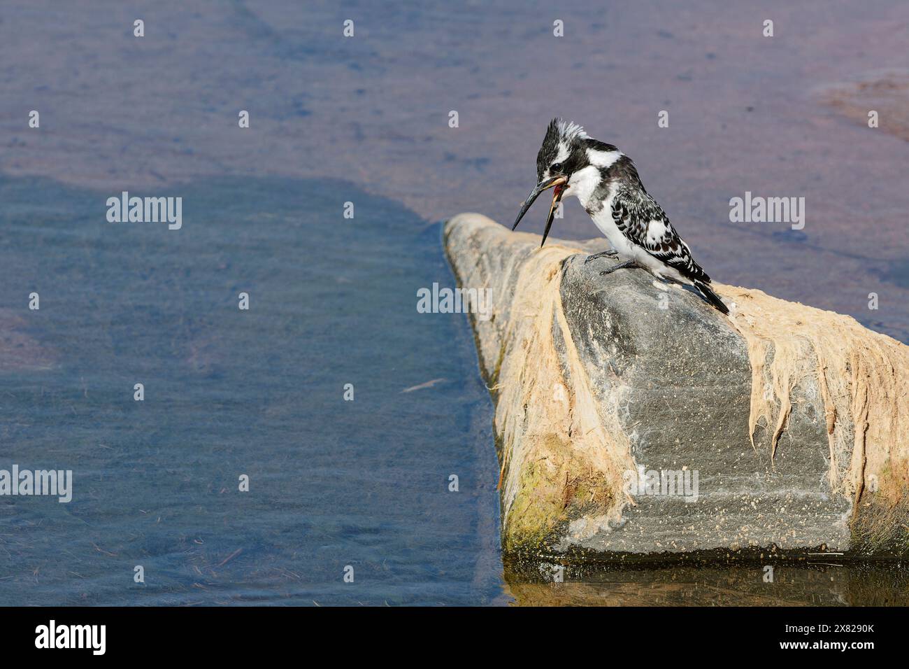 rattenvogel (Ceryle rudis), Weibchen, sitzt auf einem Felsen, schluckt einen Fisch, Olifants River, Kruger National Park, Südafrika, Afrika Stockfoto