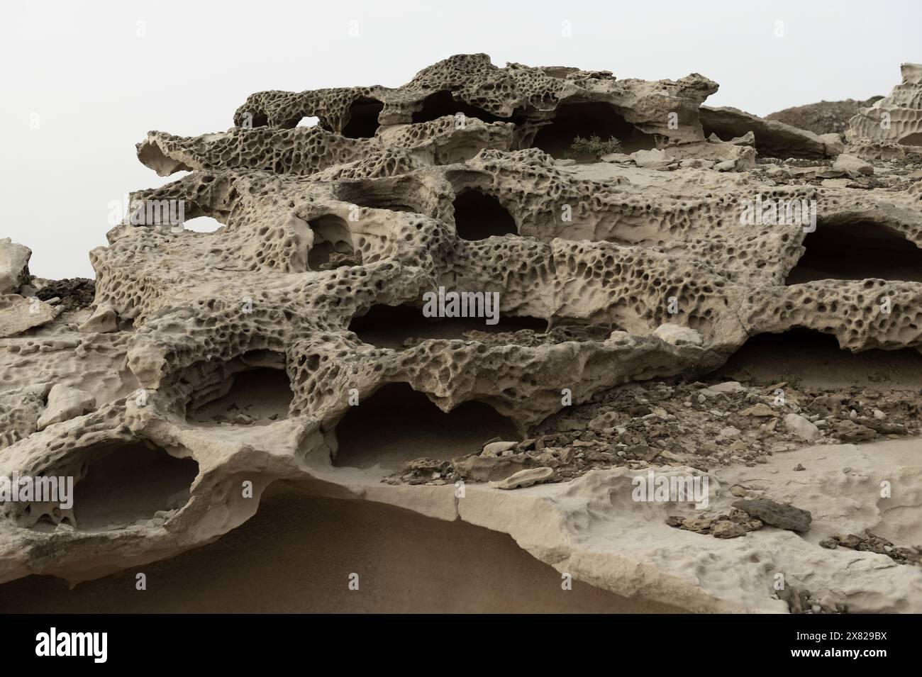 Nahaufnahme komplizierter Wabenverwitterungsmuster auf Sandsteinfelsen. Zeigt natürliche Texturen und Erosion. Ideal für geologische Studien Stockfoto