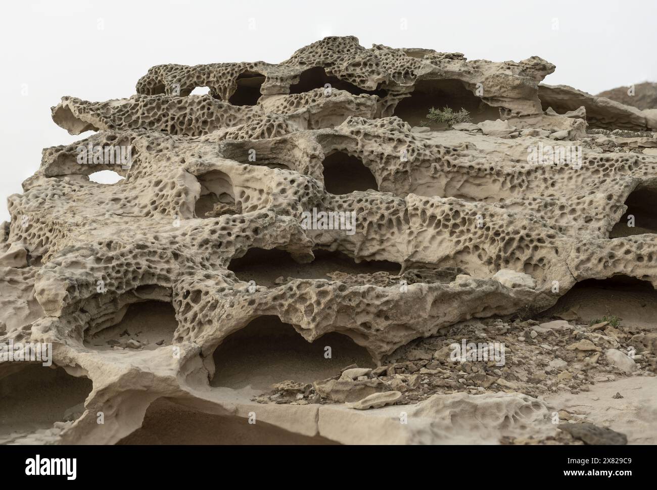 Nahaufnahme komplizierter Wabenverwitterungsmuster auf Sandsteinfelsen. Zeigt natürliche Texturen und Erosion. Ideal für geologische Studien Stockfoto