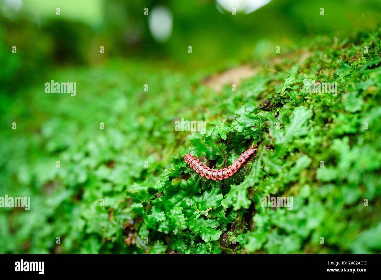 Roter kleiner, nicht giftiger Tausendfüßer wie Reptilien, der auf Laubfelsen im tropischen Garten krabbelt Stockfoto