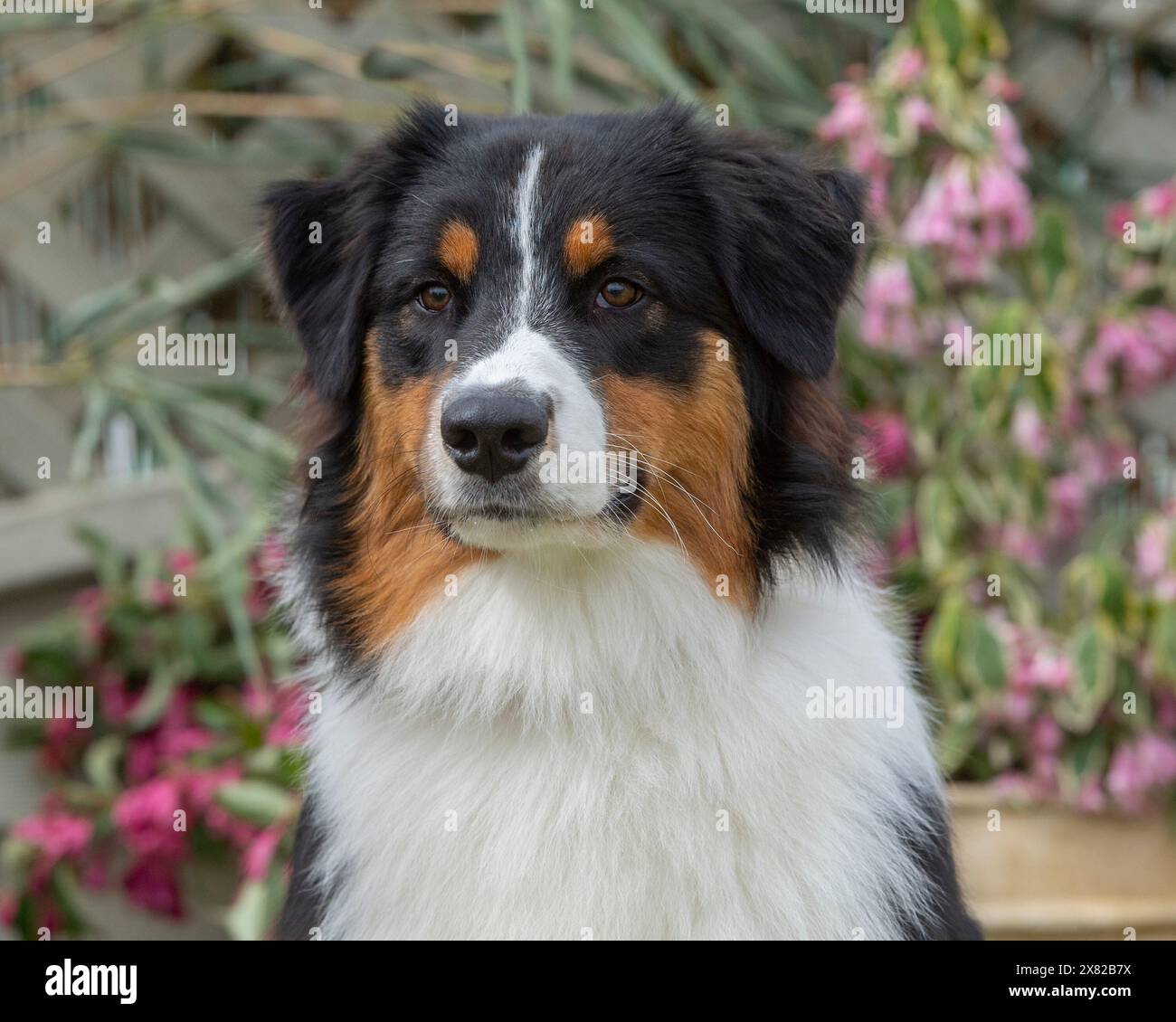 Australian Shepherd Dog Stockfoto