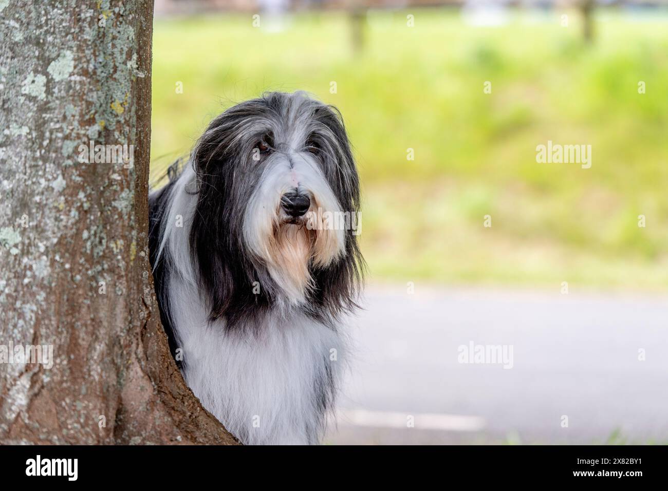 Gut gepflegter Bärtiger Collie Stockfoto