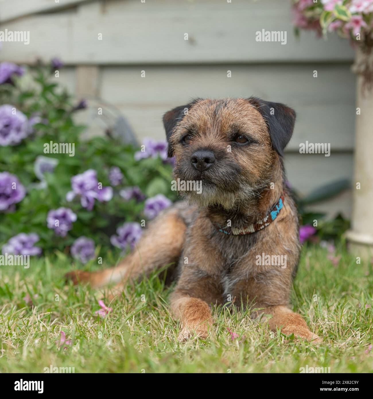 Border Terrier Stockfoto