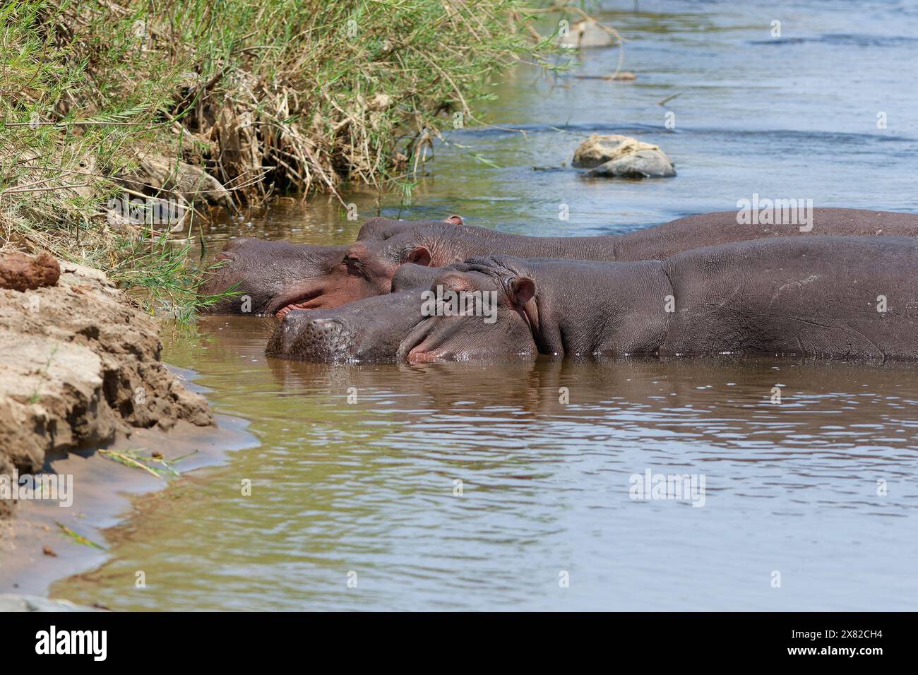 Flusspferde (Hippopotamus amphibius), zwei Erwachsene Flusspferde im Wasser, baden im Olifants River, Kruger-Nationalpark, Südafrika, Afrika Stockfoto