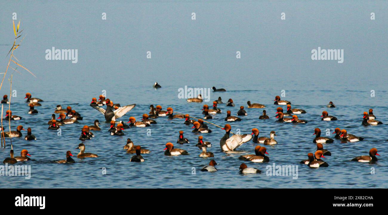 Gruppe von Rotkäppchen, Neuchâtel-See, Schweiz Stockfoto