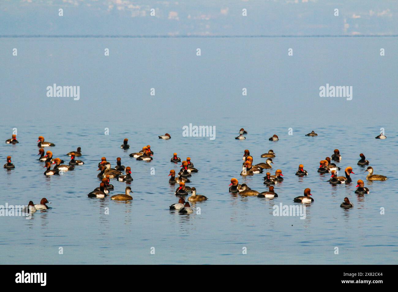 Rotkäppchen und andere Enten am Neuchâtel-See in der Schweiz Stockfoto