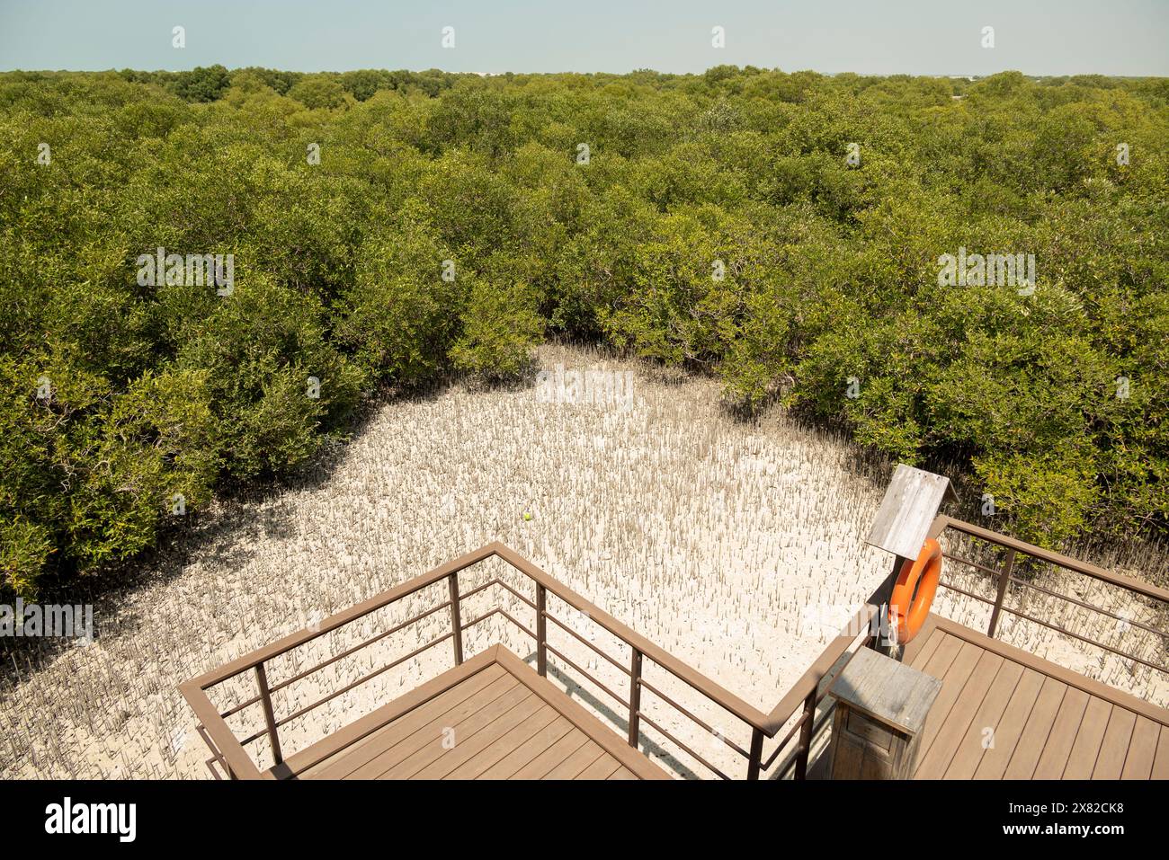 Mangrove Forest view Stockfoto