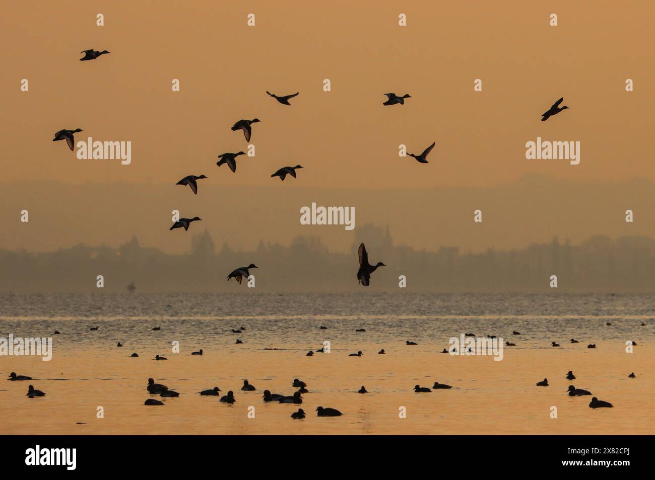 Rotkäppchen bei Sonnenuntergang, Neuchâtel See, Schweiz Stockfoto