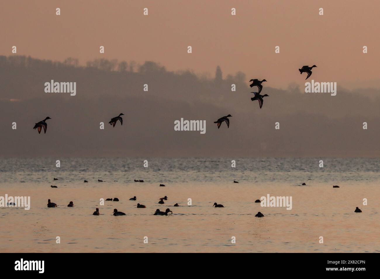 Rotkäppchen bei Sonnenuntergang, Neuchâtel See, Schweiz Stockfoto