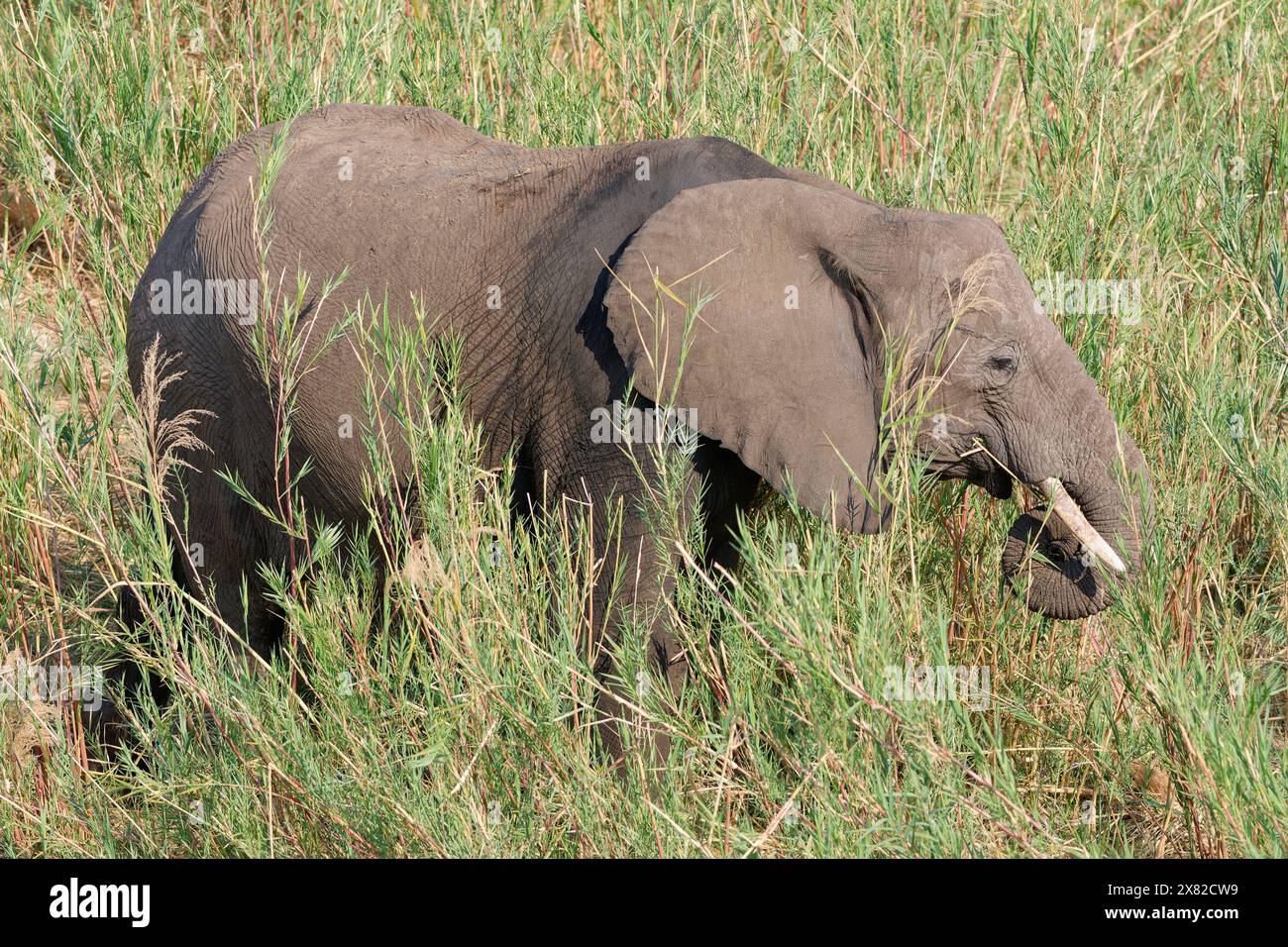 Afrikanischer Buschelefant (Loxodonta africana), erwachsen, ernährt sich von Schilf im Bett des Olifants River, Kruger National Park, Südafrika, Afrika Stockfoto