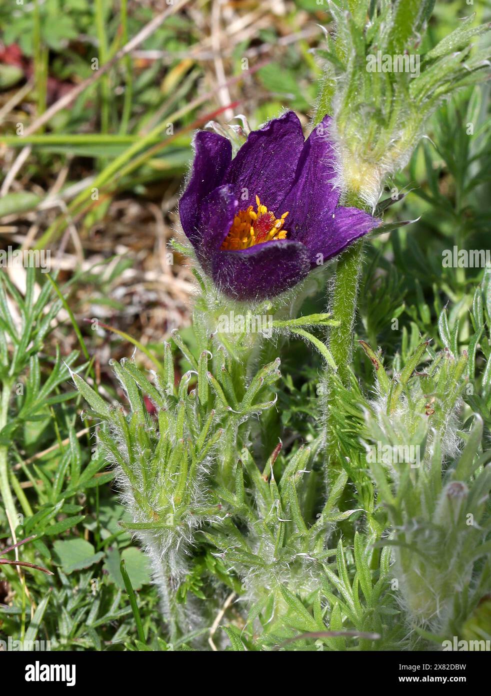 Pasque Flower oder Pasqueflower, Pulsatilla vulgaris, Ranunculaceae. Niedrig behaarte Staude mit gefiederten Blättern, die mit langen Haaren bedeckt sind. Stockfoto